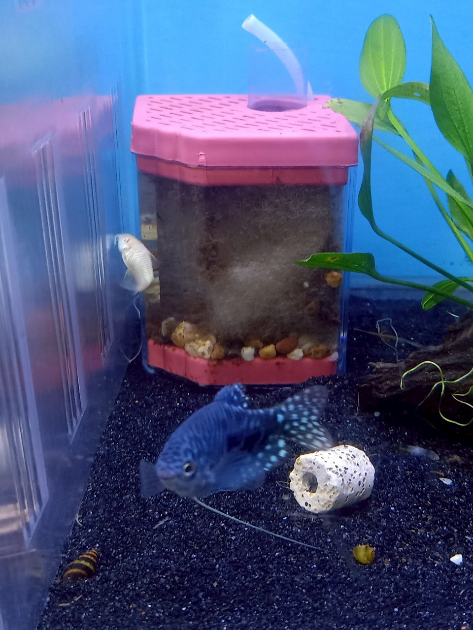 ปลากระดี่นางฟ้า (Blue Gourami) - Image 2