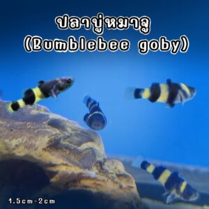 ปลาบู่หมาจู Bumblebee goby