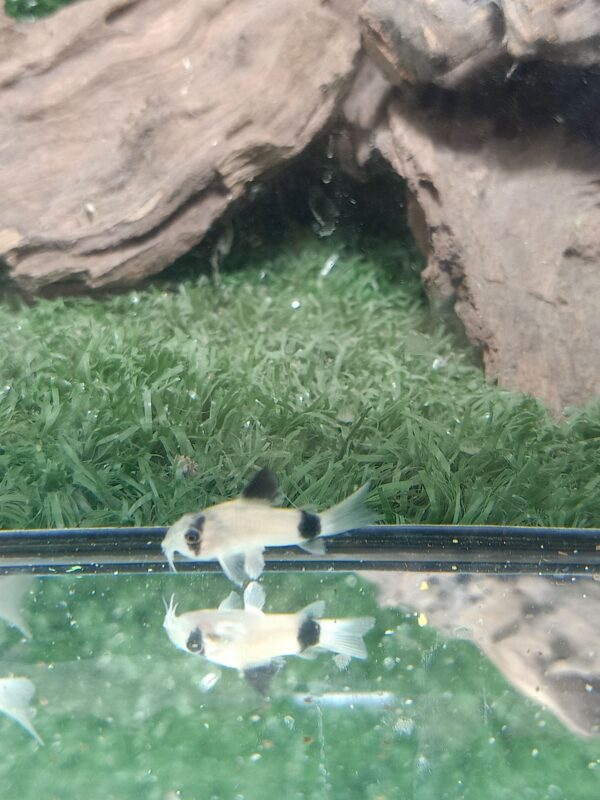 ปลาแพะแพนด้า Panda Corydoras - Image 2