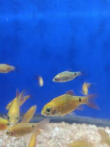 Pethia conchonius
