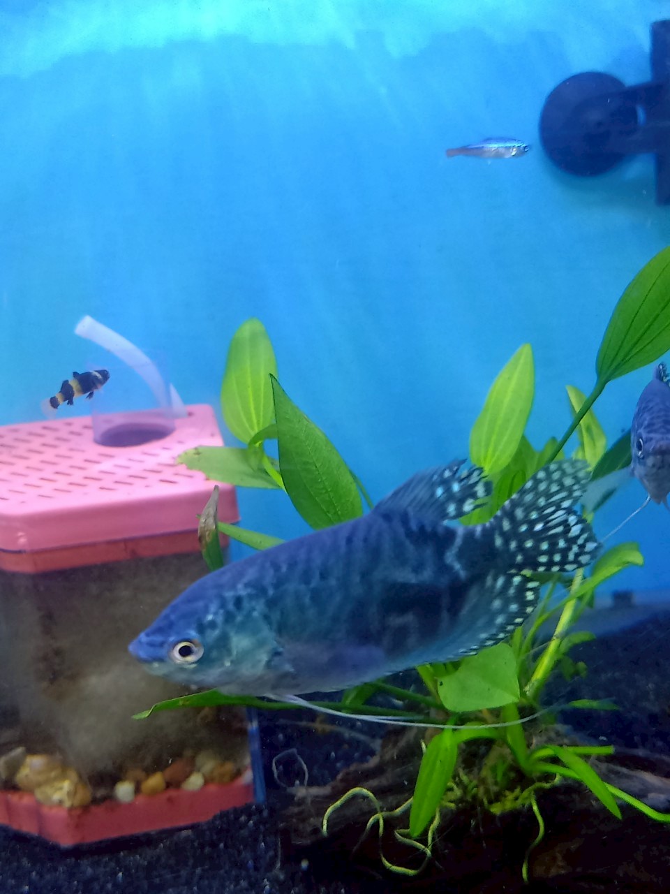 กระดี่นางฟ้า