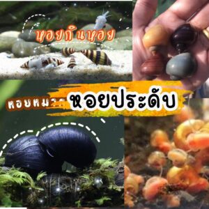 หอยสวยงาม