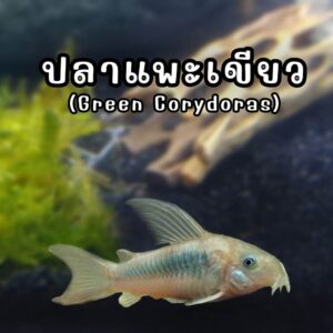 แพะเขียว