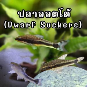 ปลาออตโต้ Dwarf Suckers