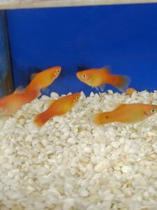 Golden Lyretail Molly