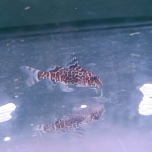 ปลาแมวกระโดงสูง Leopard Squeaker