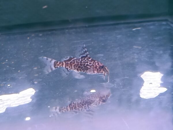 ปลาแมวกระโดงสูง Leopard Squeaker