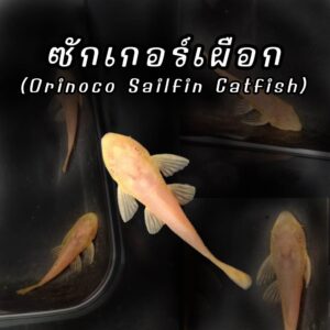 ปลาซัคเกอร์เผือก