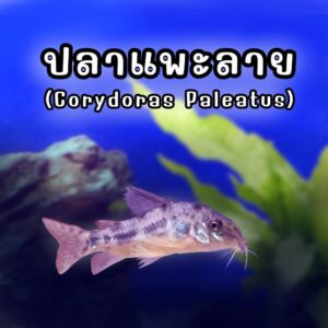 ปลาแพะลาย Corydoras Paleatus