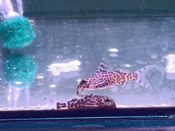 Leopard Squeaker