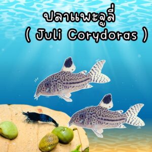 แพะจู1