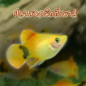 ปลาสอดมิกกี้เมาส์ส้ม Orange Mickey Mouse Molly