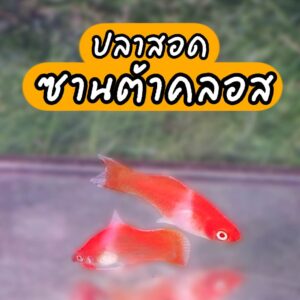 ปลาสอดแซนต้าคอส