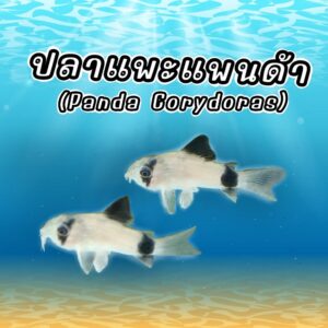 แพนด้า