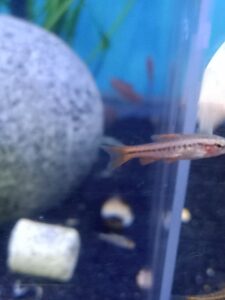 (Cherry Barb)