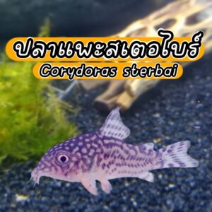 สเตอร์ไบ1