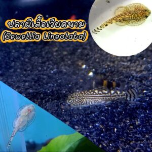 ปลาผีเสื้อเวียดนาม Sewellia Lineolata
