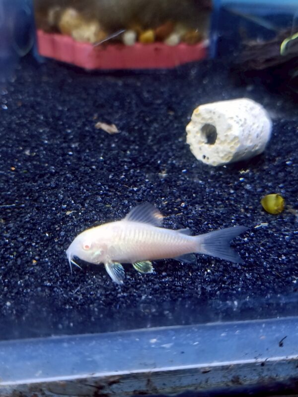 Albino Corydoras