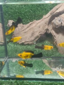 ปลาสอดโกดัสท์ (Gold Dust Molly)