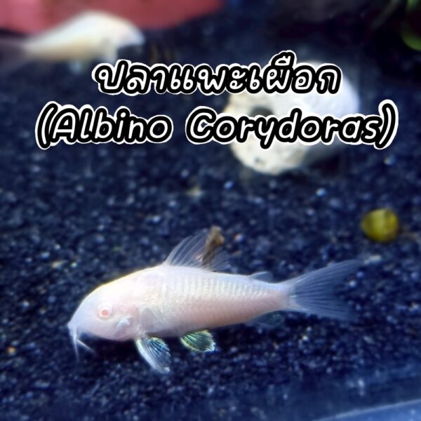 ปลาแพะเผือก Albino Corydoras