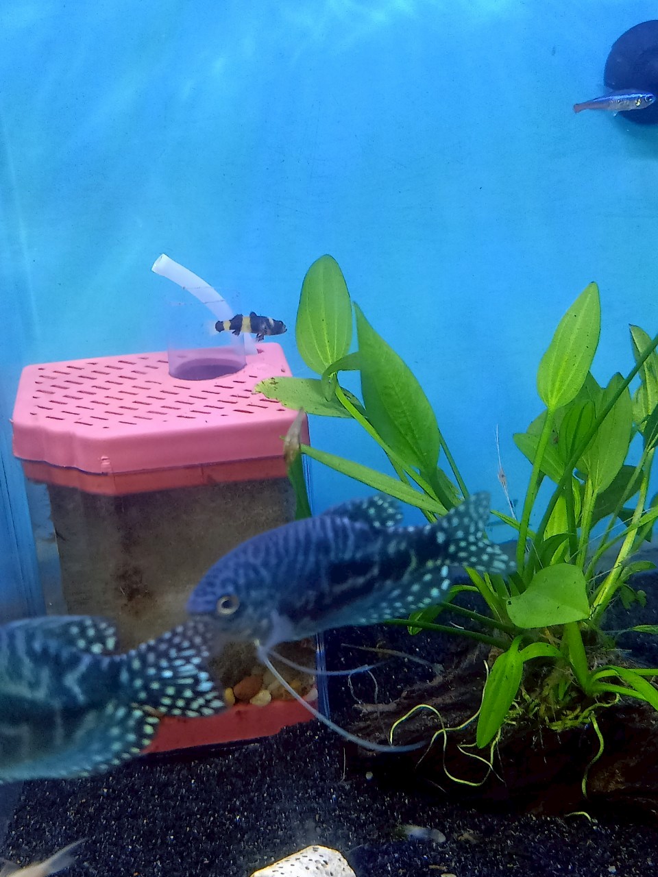 ปลากระดี่นางฟ้า (Blue Gourami) - Image 4