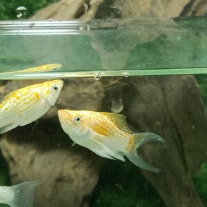 ปลาบอลลูนสโนว์