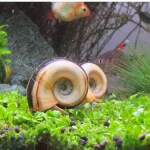 Giant Ramshorn Snail
