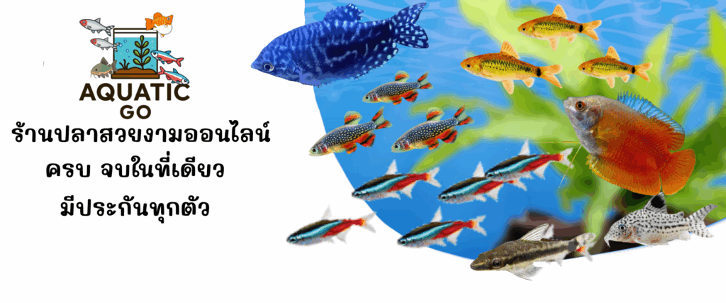 ปลาสวยงาม