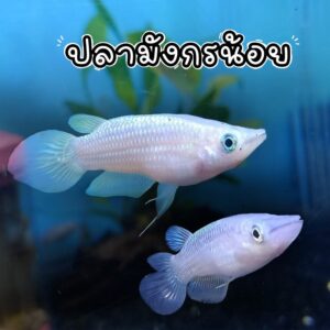 ปลามังกรน้อย Golden wonder killifish