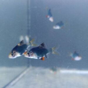 ปลาเสือสุมาตราลายเขียว (Green Tiger Barb)