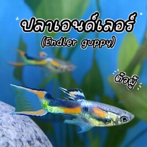 ปลาเอนเลอร์ Endler's guppy