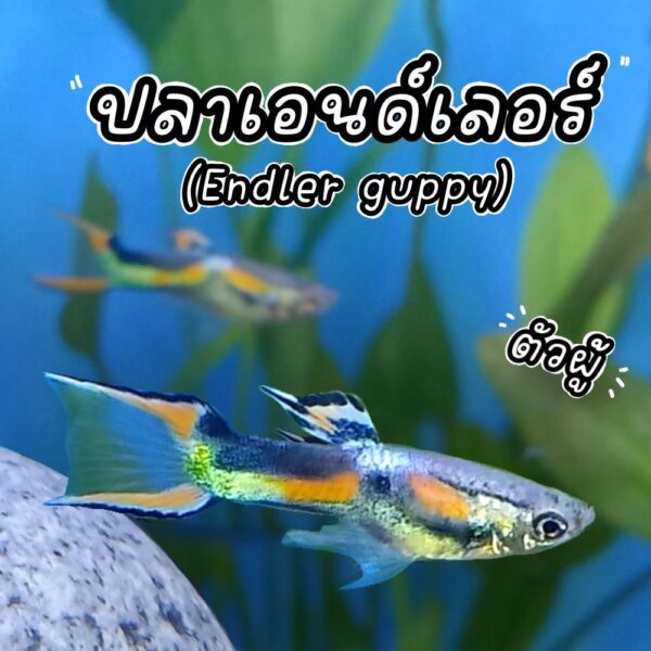 ปลาเอนเลอร์ Endler's guppy