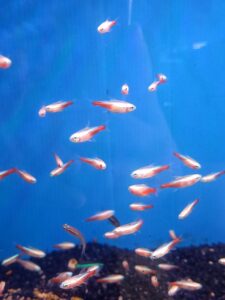 ปลานีออนเผือก Albino neon tetra