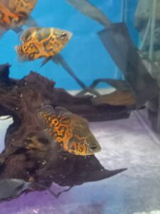 ปลาออสการ์ Oscar fish