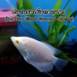 ปลาแรดเผือก Red Eye Giant Gourami Albino