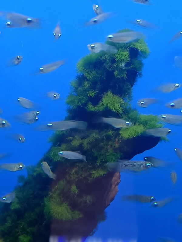 ปลาแลมป์อาย Lampeye Tetra
