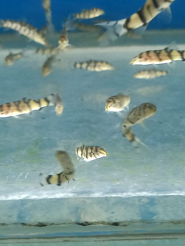 ปลาหมูโยโย่ Pakistani Loach