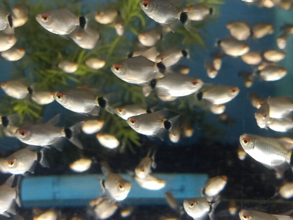 ปลามองฮอกเซีย Red Eye Balloon Moenkhausia