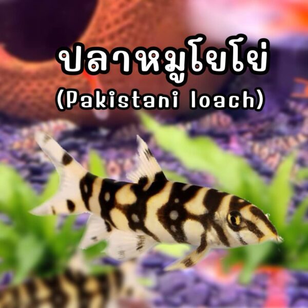 ปลาหมูโยโย่ Pakistani Loach