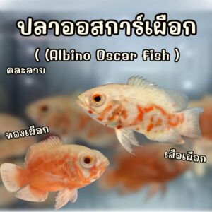 ปลาออสการ์ เผือก Albino Oscar fish