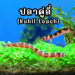 ปลาคูลี่ Kuhli Loach