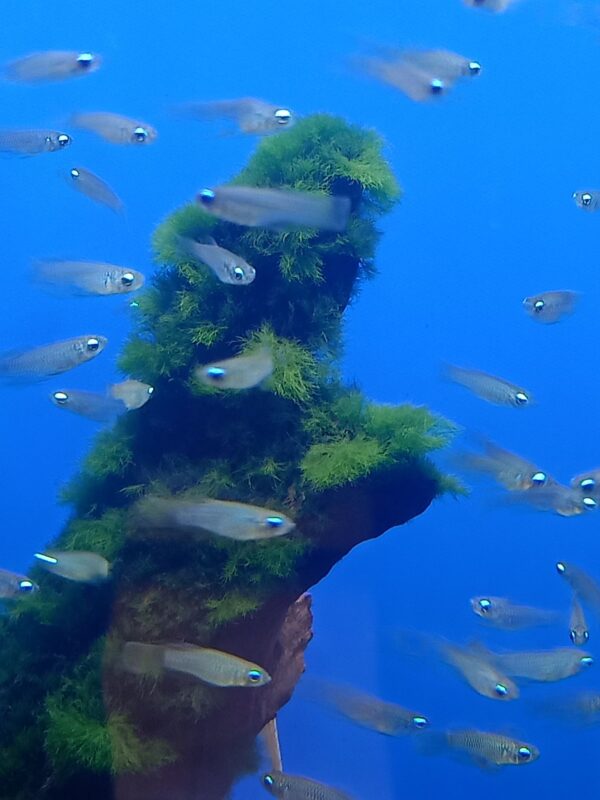 ปลาแลมป์อาย Lampeye Tetra
