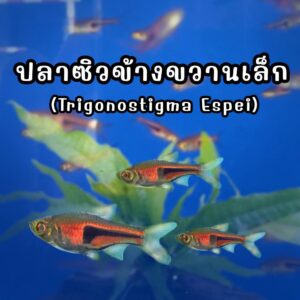 ปลาซิวข้างขวานเล็ก Trigonostigma Espei