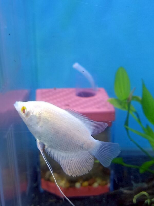 ปลาแรดเผือก Red Eye Giant Gourami Albino