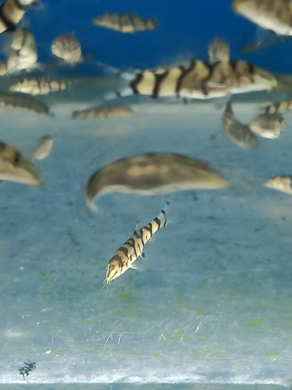 ปลาหมูโยโย่ Pakistani Loach