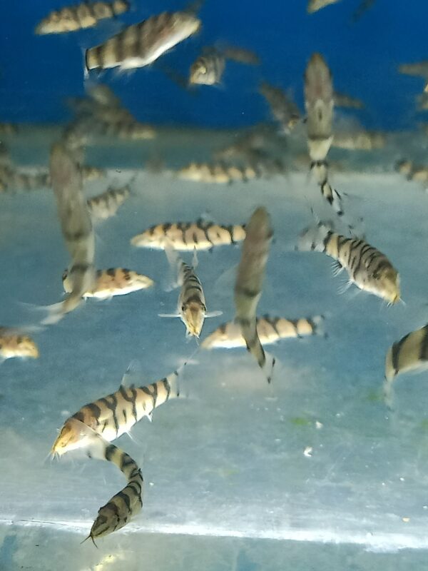 ปลาหมูโยโย่ Pakistani Loach