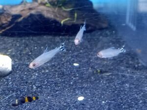 ปลารัมมี่โนส Rummy Nose Tetra