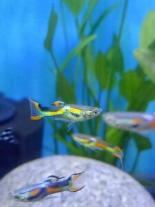 ปลาเอนเลอร์ Endler's guppy