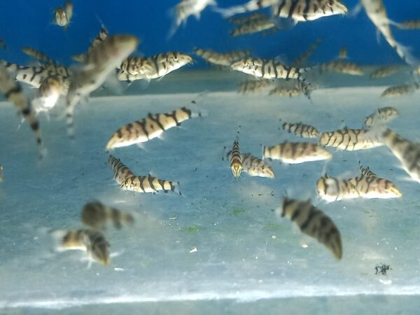 ปลาหมูโยโย่ Pakistani Loach