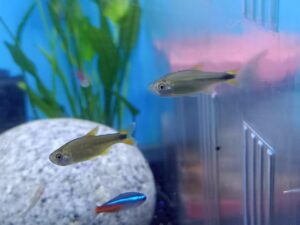 ปลาซิลเวอร์ทิป Silvertip tetra